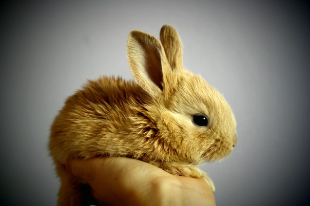 cute-brown-bunny-being-held-in-hand